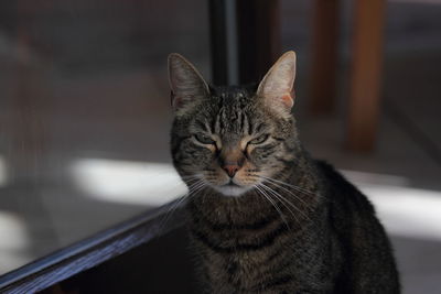 Close-up portrait of cat at home