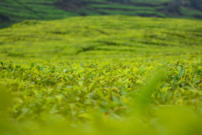 Close-up of grassy field