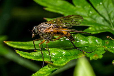 Close-up of insect on plant