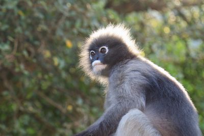 Close-up of monkey sitting on tree against plants