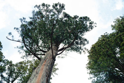 Low angle view of trees against sky