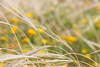 Close-up of wheat plant against sky