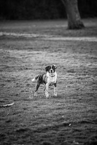 Border collie dog running on field