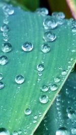 Close-up of water drops on leaf