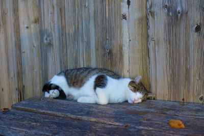 Cat sleeping on wood