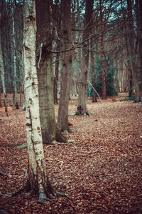 Trees in forest