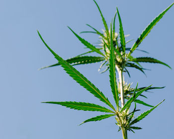 Close-up of plant against clear blue sky