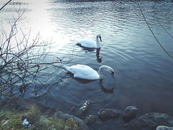 High angle view of swans swimming in lake