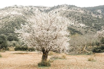 Scenic view of cherry blossom tree on field