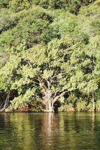 Scenic view of lake by trees