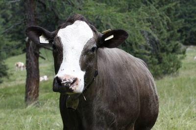 Portrait of a cow on field