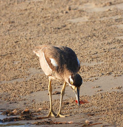 Close-up of a bird on beach