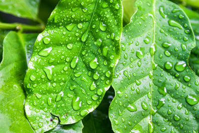 Close-up of raindrops on leaves