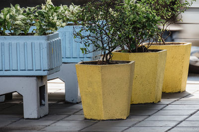 Potted plant on sidewalk against building