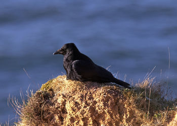 Bird perching on a rock