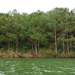 Scenic view of river in forest