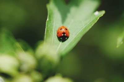 Close-up of ladybug on leaf