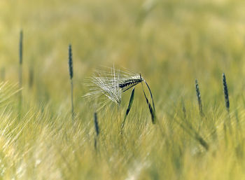 Close-up of insect on grass