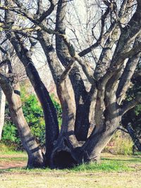 Bare tree on landscape