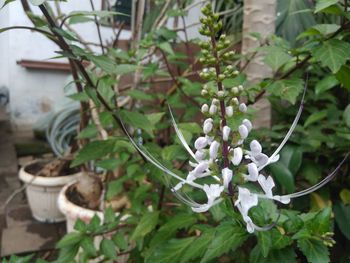 Close-up of white flowering plant