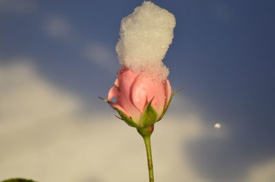 Close-up of rose blooming against sky