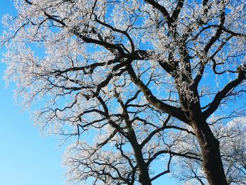 Low angle view of tree against blue sky