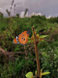 Butterfly on flower