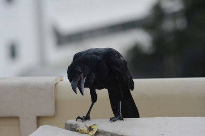 Close-up of bird perching outdoors