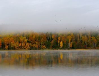 Scenic shot of reflection of trees in calm lake