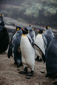 Penguins on the beach