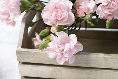 Close-up of pink cherry blossoms