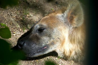 Close-up of dog