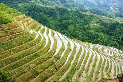 High angle view of agricultural field