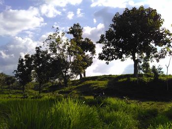 Trees on field against sky