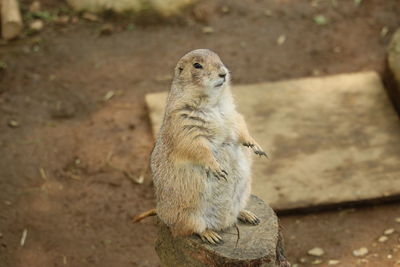 Close-up of squirrel