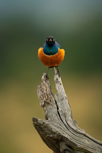 Superb starling on dead branch faces camera