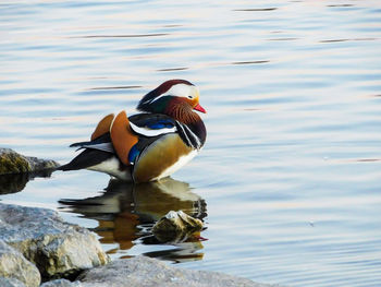 Mandarin duck in the water in the river of danube in vienna