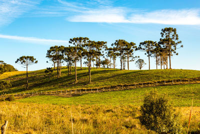 View of rolling landscape with trees against cloudy sky