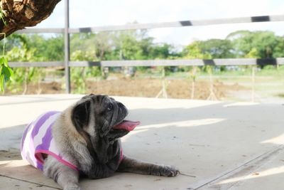 Close-up of a dog resting