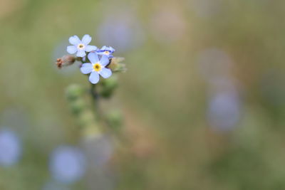 Close-up of purple flowering plant