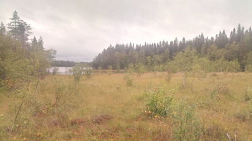 Scenic view of trees on field against sky