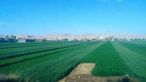 Scenic view of agricultural field against clear blue sky