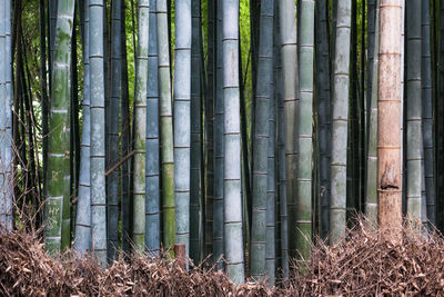 Full frame shot of palm trees in forest