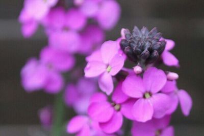 Close-up of pink flower blooming