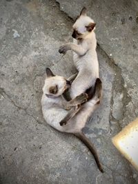 High angle view of two dogs on footpath