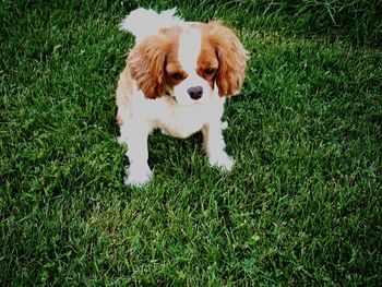 High angle view of dog on field