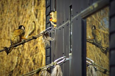 Close-up of birds perching on metal