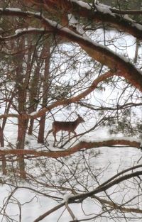 Close-up of bare tree in winter