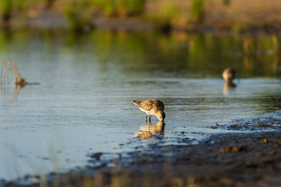 Sandpiper feeds along the shores of baltic sea before autumn migrating to southern