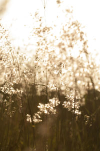 Close-up of fresh grass in sunlight